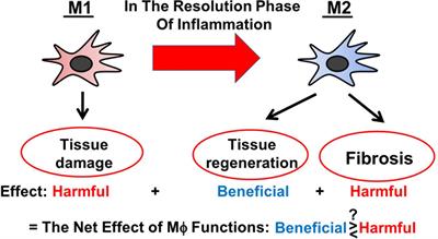 The Impact of Versatile Macrophage Functions on Acute Kidney Injury and Its Outcomes